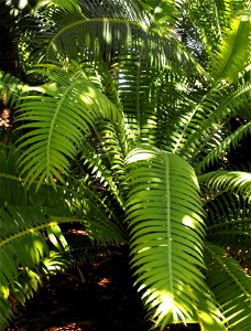 Dioon holmgrenii at the San Diego Zoo, California, USA. Identified by sign. photo