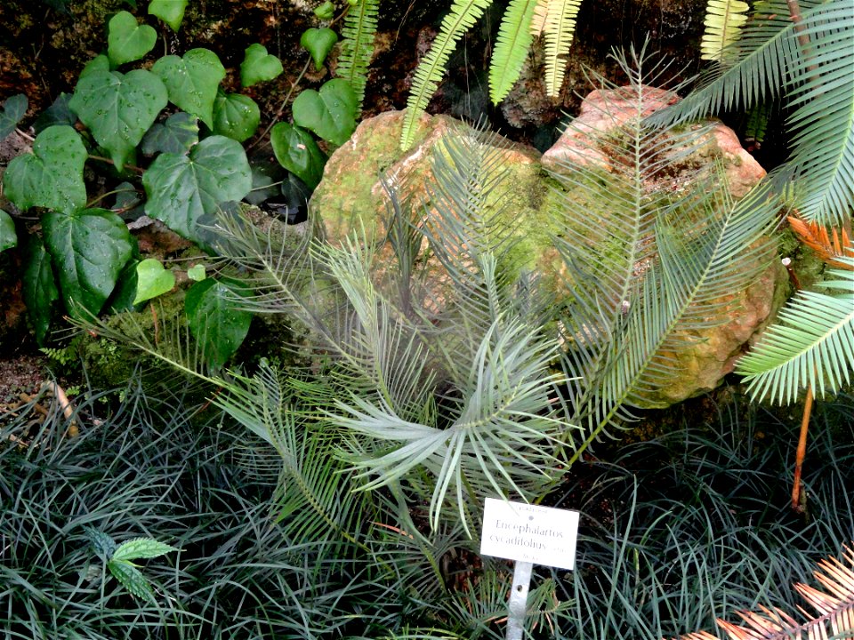 Encephalartos cycadifolius specimen in the Botanischer Garten München-Nymphenburg, Munich, Germany.