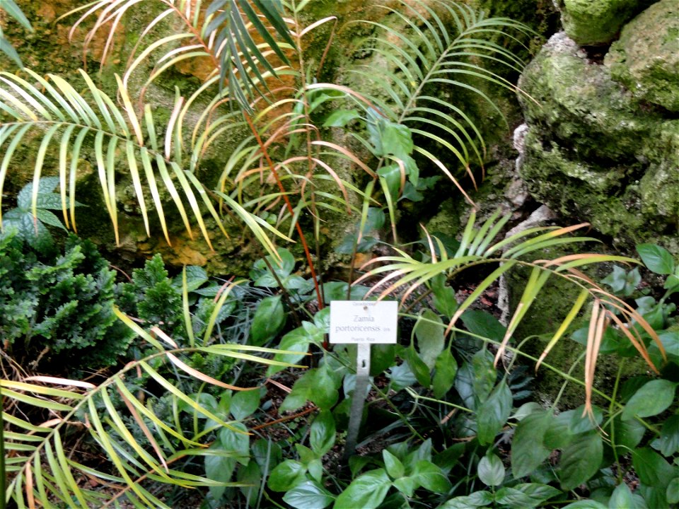 Zamia portoricensis specimen in the Botanischer Garten München-Nymphenburg, Munich, Germany.