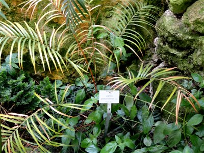 Zamia portoricensis specimen in the Botanischer Garten München-Nymphenburg, Munich, Germany.
