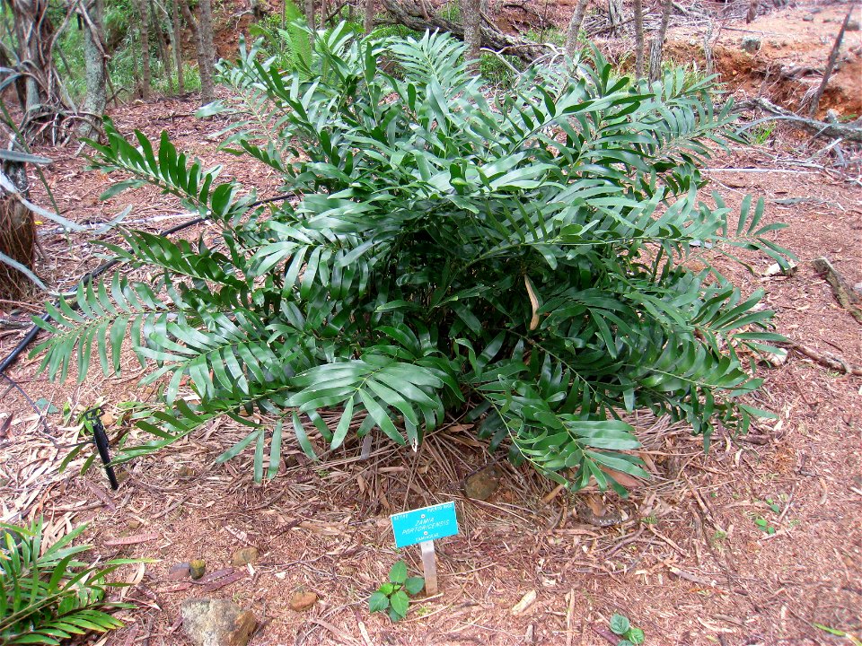 Zamia portoricensis in the Koko Crater Botanical Garden, Honolulu, Hawaii, USA.