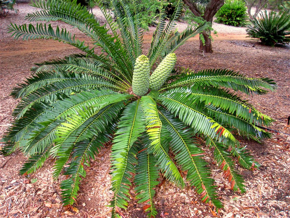 Encephalartos turneri in the Koko Crater Botanical Garden, Honolulu, Hawaii, USA.