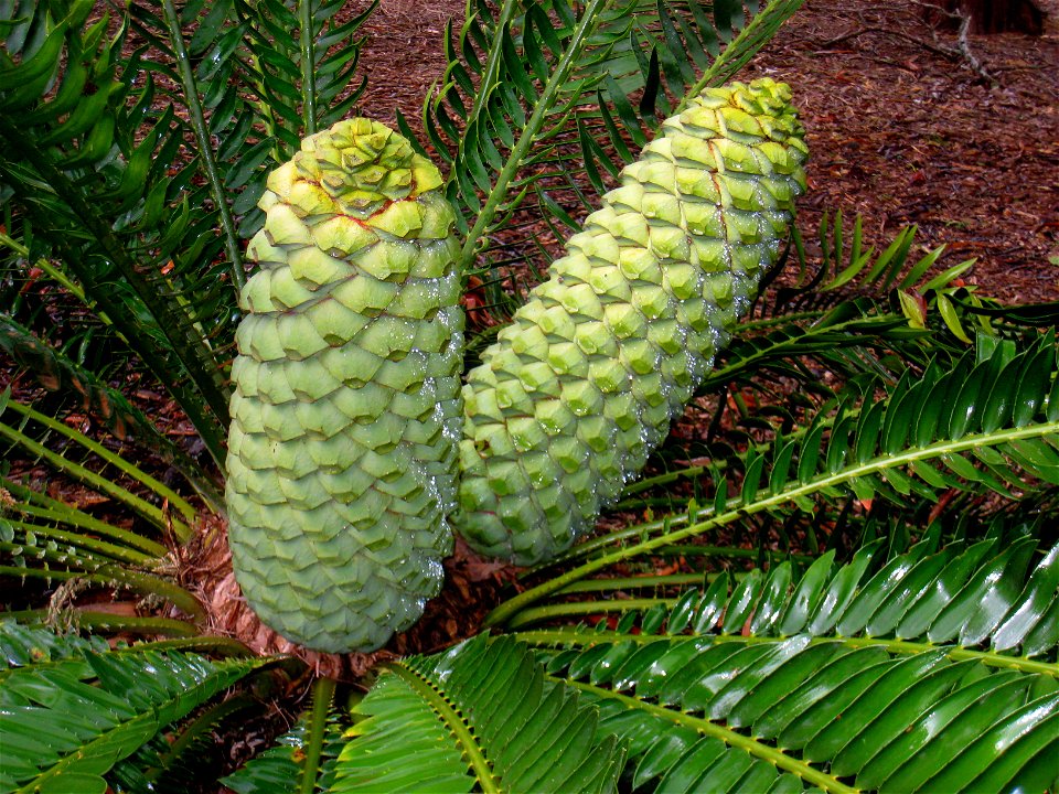 Encephalartos turneri in the Koko Crater Botanical Garden, Honolulu, Hawaii, USA.