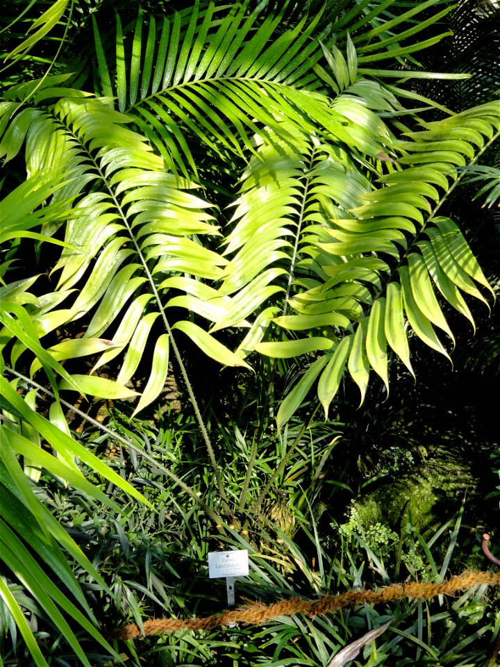 Zamia fairchildiana specimen in the Botanischer Garten München-Nymphenburg, Munich, Germany.