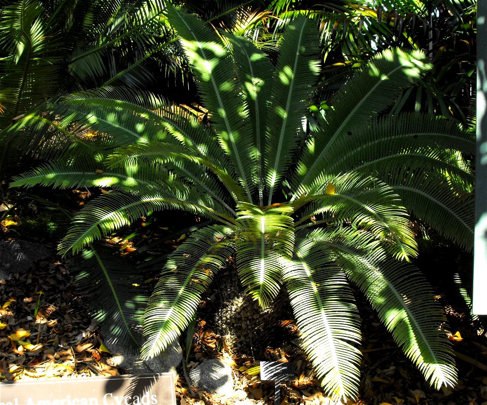 Dioon merolae at the San Diego Zoo, California, USA. Identified by sign.