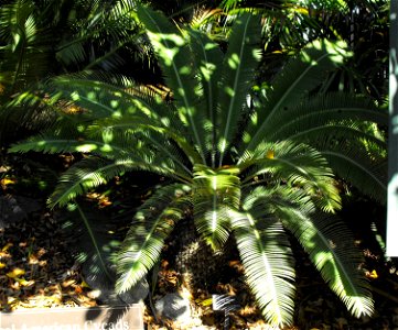 Dioon merolae at the San Diego Zoo, California, USA. Identified by sign.