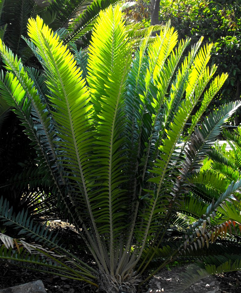 A Tooth-cone cycad at the San Diego Zoo, California, USA. Identified by sign.