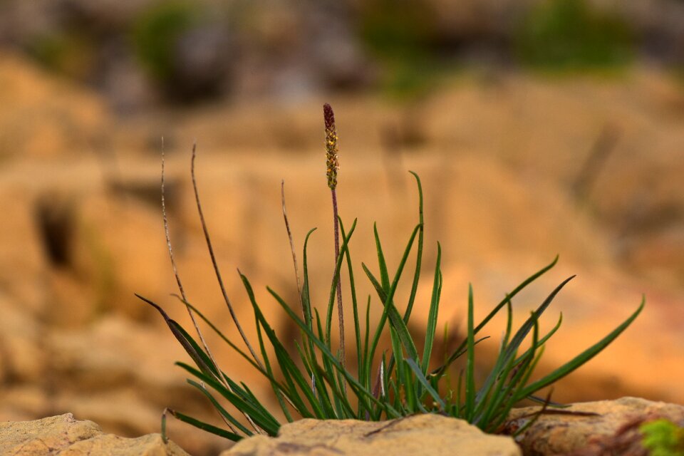 Panicle inflorescence green