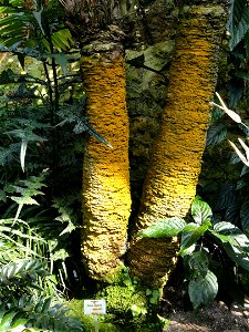 Zamia lindenii specimen in the Botanischer Garten München-Nymphenburg, Munich, Germany. photo