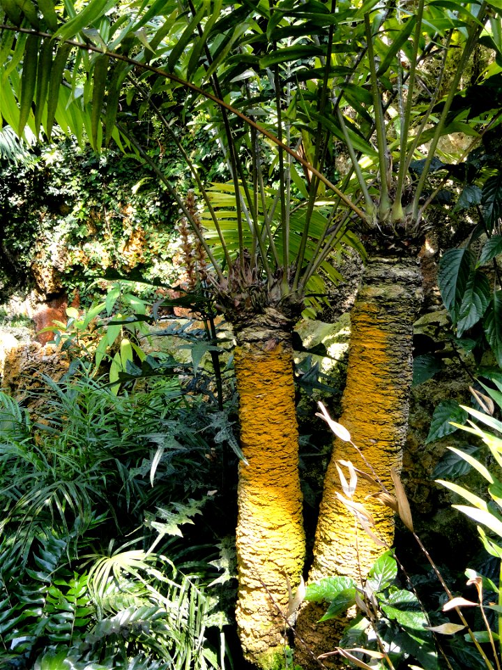 Zamia lindenii specimen in the Botanischer Garten München-Nymphenburg, Munich, Germany.
