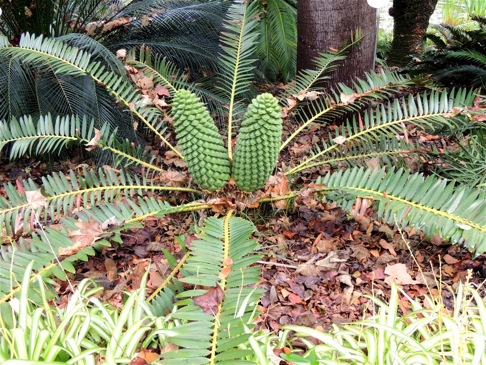 Macrozamia fawcettii (Zamiaceae)