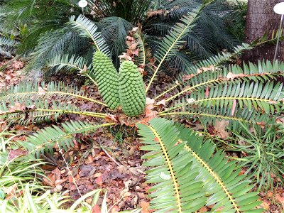 Macrozamia fawcettii (Zamiaceae)