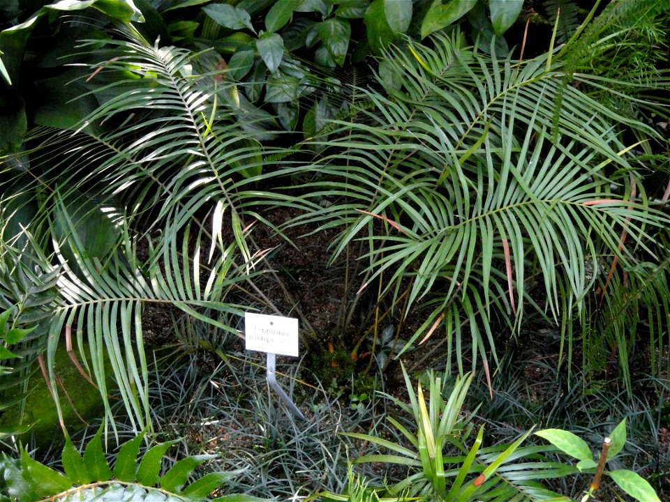 Ceratozamia norstogii specimen in the Botanischer Garten München-Nymphenburg, Munich, Germany.