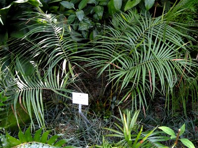 Ceratozamia norstogii specimen in the Botanischer Garten München-Nymphenburg, Munich, Germany.