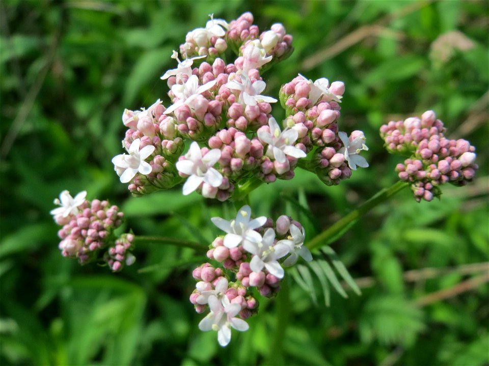 Echter Baldrian (Valeriana officinalis) in den Horststückern im Landschaftsschutzgebiet Hockenheimer Rheinbogen