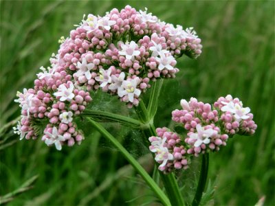 Echter Baldrian (Valeriana officinalis) in den Horststückern im Landschaftsschutzgebiet Hockenheimer Rheinbogen