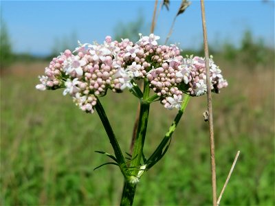 Echter Baldrian (Valeriana officinalis) in den Horststückern im Landschaftsschutzgebiet Hockenheimer Rheinbogen