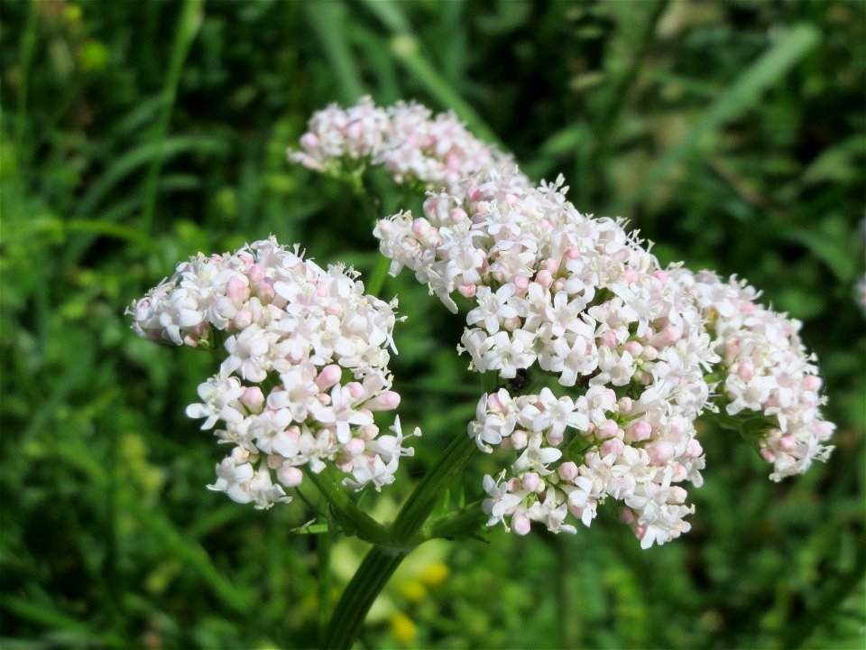 Echter Baldrian (Valeriana officinalis) im Landschaftsschutzgebiet Hockenheimer Rheinbogen