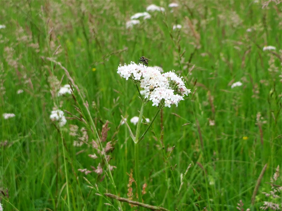 Echter Baldrian (Valeriana officinalis) im Naturschutzgebiet Bachwiesen/Leopoldswiesen im Hockenheimer Rheinbogen