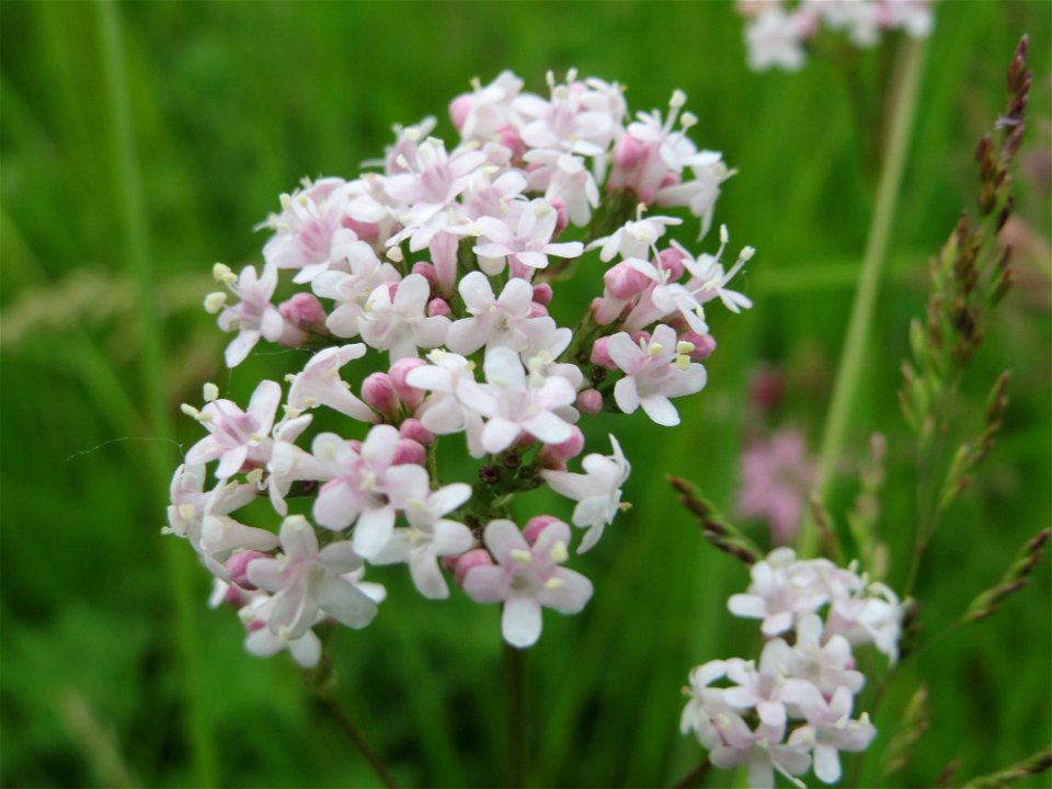 Echter Baldrian (Valeriana officinalis) im Naturschutzgebiet Bachwiesen/Leopoldswiesen im Hockenheimer Rheinbogen