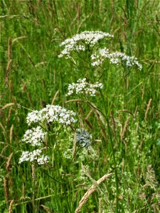 Echter Baldrian (Valeriana officinalis) bei Neulußheim (Gemarkung Altlußheim)