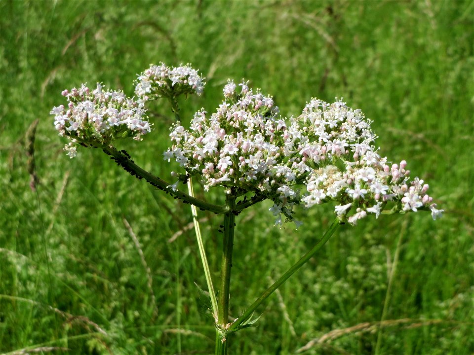 Echter Baldrian (Valeriana officinalis) bei Neulußheim (Gemarkung Altlußheim)