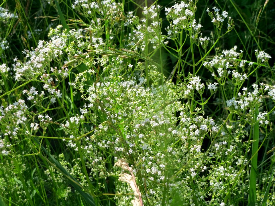 Echter Baldrian (Valeriana officinalis) bei Neulußheim (Gemarkung Altlußheim)