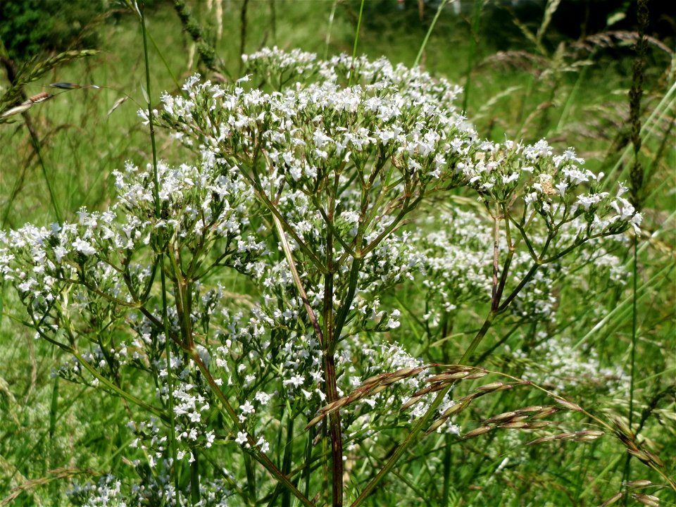 Echter Baldrian (Valeriana officinalis) bei Neulußheim (Gemarkung Altlußheim)