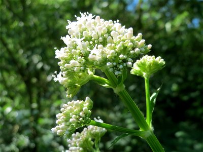 Baldrian (Valeriana officinalis) am Staden in Saarbrücken