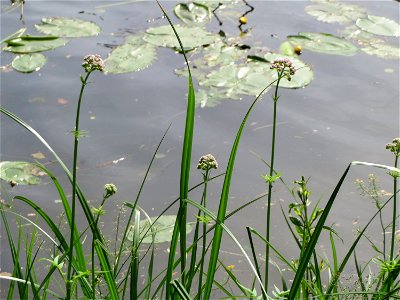 Baldrian (Valeriana officinalis) an der Saar in Saarbrücken