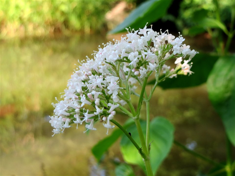 Echter Baldrian (Valeriana officinalis) am Kraichbach in Hockenheim