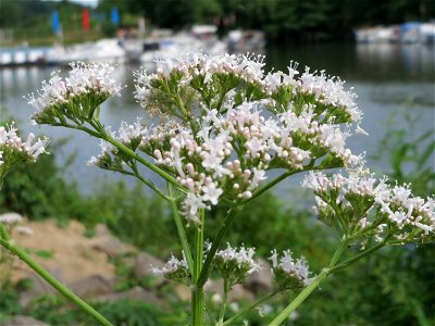 Baldrian (Valeriana officinalis) am Osthafen in Saarbrücken