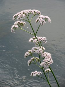 Echter Baldrian (Valeriana officinalis) am Kraichbach bei Hockenheim