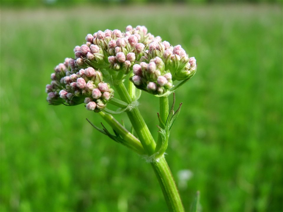 Echter Baldrian (Valeriana officinalis) in den Horststückern im Landschaftsschutzgebiet „Hockenheimer Rheinbogen“