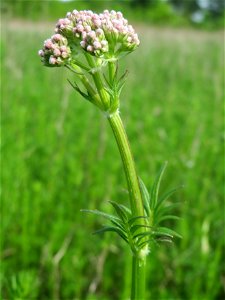 Echter Baldrian (Valeriana officinalis) in den Horststückern im Landschaftsschutzgebiet „Hockenheimer Rheinbogen“