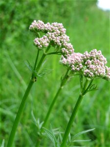 Echter Baldrian (Valeriana officinalis) im Landschaftsschutzgebiet Hockenheimer Rheinbogen