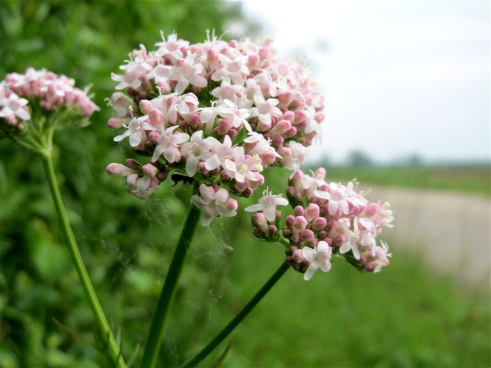 Echter Baldrian (Valeriana officinalis) im Landschaftsschutzgebiet Hockenheimer Rheinbogen
