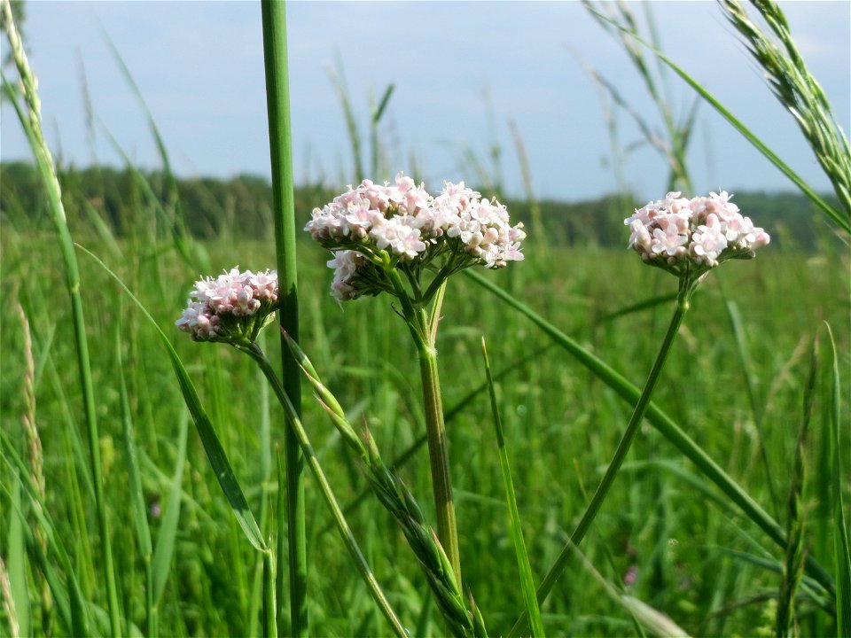 Echter Baldrian (Valeriana officinalis) im Naturschutzgebiet „Bachwiesen/Leopoldswiesen“ im Landschaftsschutzgebiet „Hockenheimer Rheinbogen“
