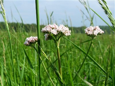 Echter Baldrian (Valeriana officinalis) im Naturschutzgebiet „Bachwiesen/Leopoldswiesen“ im Landschaftsschutzgebiet „Hockenheimer Rheinbogen“