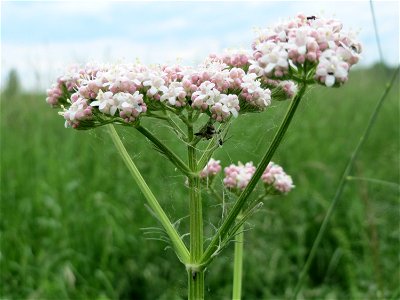 Echter Baldrian (Valeriana officinalis) im Naturschutzgebiet „Karl-Ludwig-See“ im Landschaftsschutzgebiet „Hockenheimer Rheinbogen“