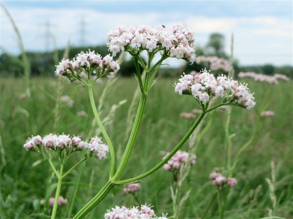 Echter Baldrian (Valeriana officinalis) im Naturschutzgebiet „Karl-Ludwig-See“ im Landschaftsschutzgebiet „Hockenheimer Rheinbogen“