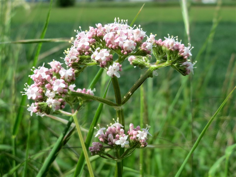 Echter Baldrian (Valeriana officinalis) im Naturschutzgebiet „Alter Bahndamm“ im Landschaftsschutzgebiet Hockenheimer Rheinbogen
