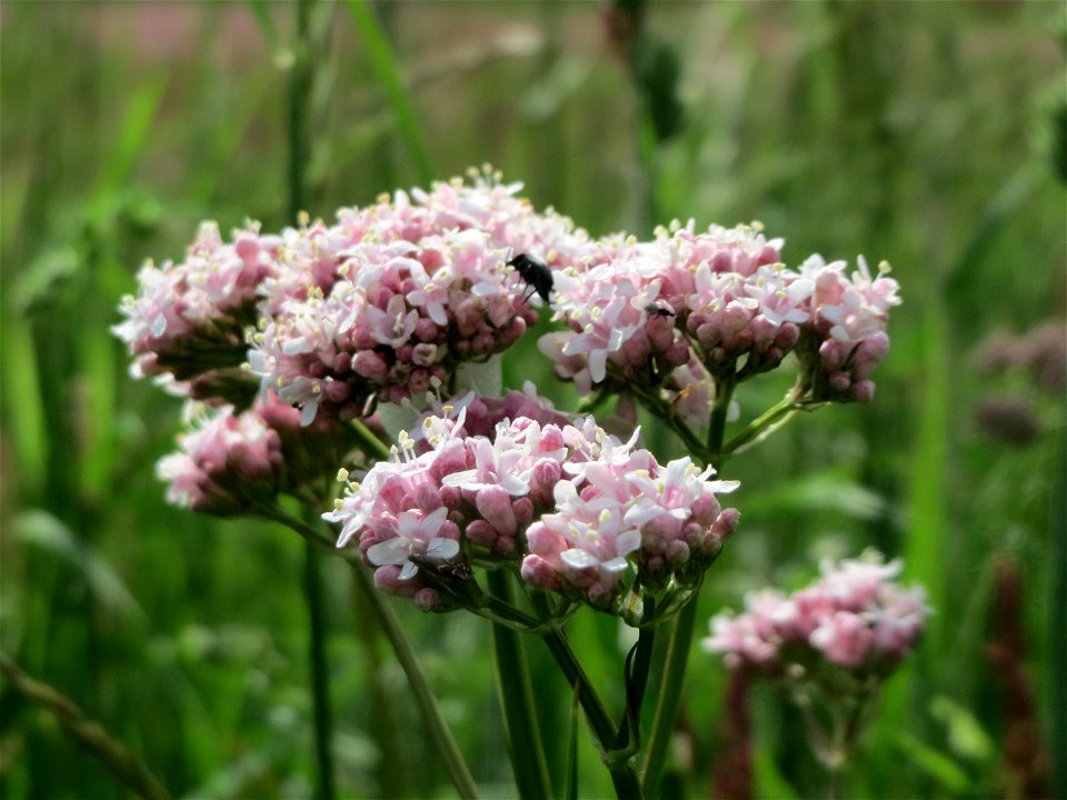 Echter Baldrian (Valeriana officinalis) im Naturschutzgebiet „Karl-Ludwig-See“ im Landschaftsschutzgebiet „Hockenheimer Rheinbogen“