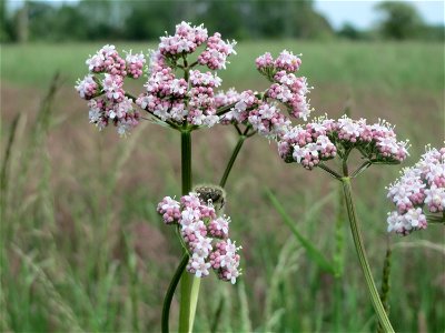 Echter Baldrian (Valeriana officinalis) im Naturschutzgebiet „Karl-Ludwig-See“ im Landschaftsschutzgebiet „Hockenheimer Rheinbogen“
