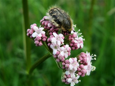 Zottiger Blütenkäfer (Tropinota hirta) am Echten Baldrian (Valeriana officinalis) im Naturschutzgebiet „Karl-Ludwig-See“ im Landschaftsschutzgebiet „Hockenheimer Rheinbogen“