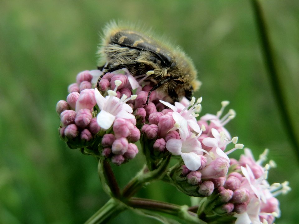 Zottiger Blütenkäfer (Tropinota hirta) am Echten Baldrian (Valeriana officinalis) im Naturschutzgebiet „Karl-Ludwig-See“ im Landschaftsschutzgebiet „Hockenheimer Rheinbogen“