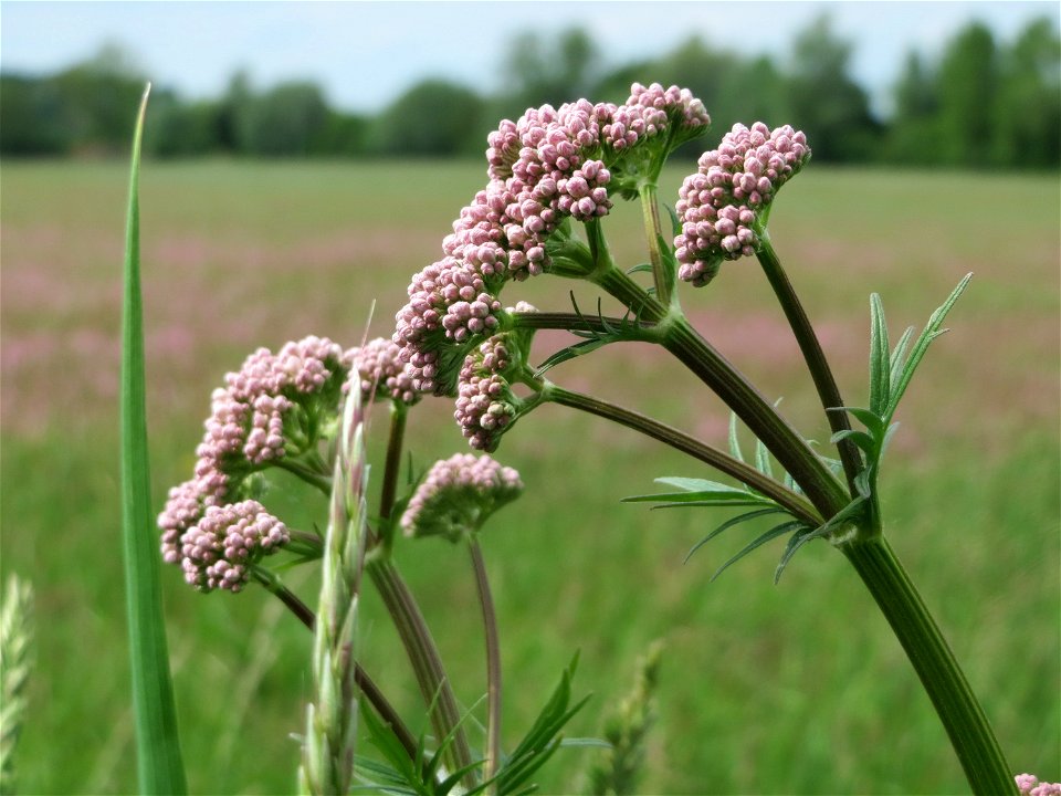 Echter Baldrian (Valeriana officinalis) im Naturschutzgebiet „Karl-Ludwig-See“ im Landschaftsschutzgebiet „Hockenheimer Rheinbogen“