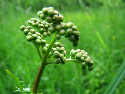Echter Baldrian (Valeriana officinalis) im Naturschutzgebiet „Ketscher Rheininsel“