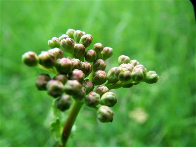 Echter Baldrian (Valeriana officinalis) im Naturschutzgebiet „Ketscher Rheininsel“