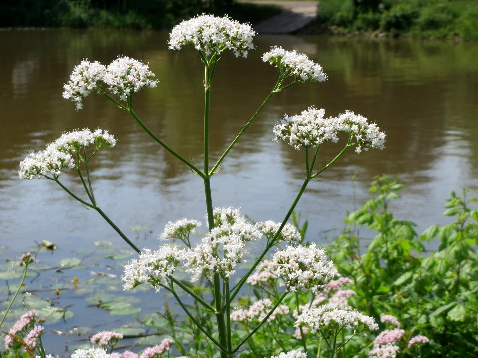 Echter Baldrian (Valeriana officinalis) am Osthafen in Saarbrücken